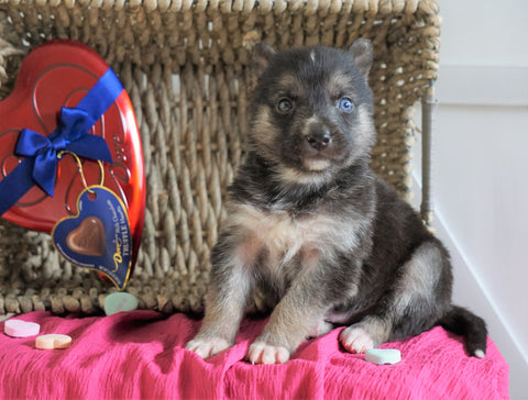 German Shepherd/ Siberian Husky For Sale Millersburg, OH Male Willy