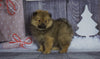 Pomeranian For Sale Fredericksburg, OH Male- Buster