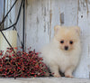 ACA Registered Pomeranian For Sale Millersburg, OH Female- Creamy