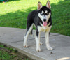AKC Registered Siberian Husky For Sale Millersburg, OH Female - Jemima