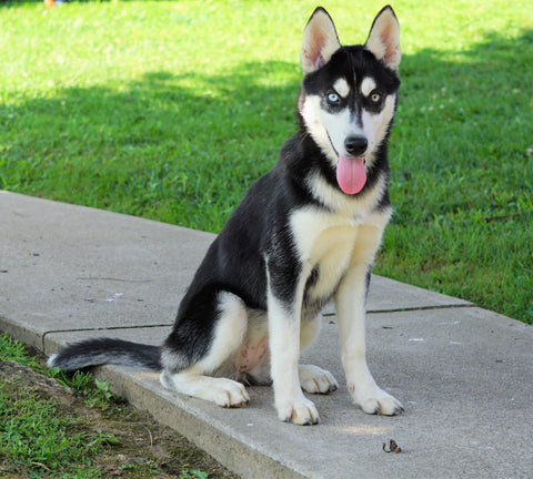 AKC Registered Siberian Husky For Sale Millersburg, OH Female - Jemima