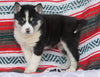 Siberian Husky For Sale Fredericksburg OH, Female - Jody