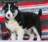 Siberian Husky For Sale Fredericksburg OH, Female - Julie