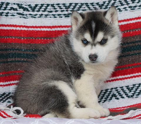 Siberian Husky For Sale Fredericksburg OH, Male - Jasper