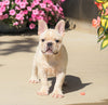 AKC Registered French Bulldog For Sale Millersburg, OH Male- Bruno