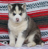 Siberian Husky For Sale Fredericksburg OH, Male - Jorden