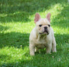 AKC Registered French Bulldog For Sale Millersburg, OH Male- Bruno