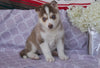 Siberian Husky For Sale Fredericksburg, OH Female- Crystal