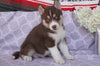 Siberian Husky For Sale Fredericksburg, OH Male- Connor