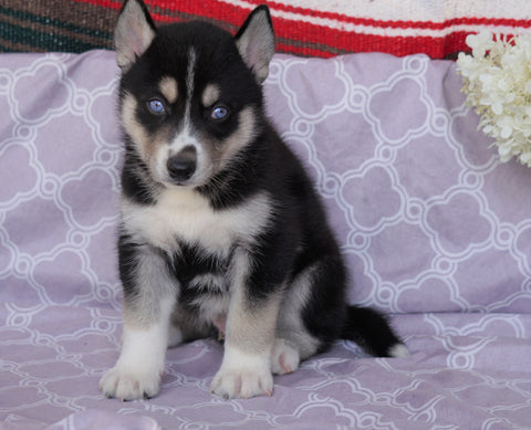 Siberian Husky For Sale Fredericksburg, OH Male- Clyde