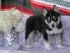 Siberian Husky For Sale Fredericksburg, OH Male- Clyde