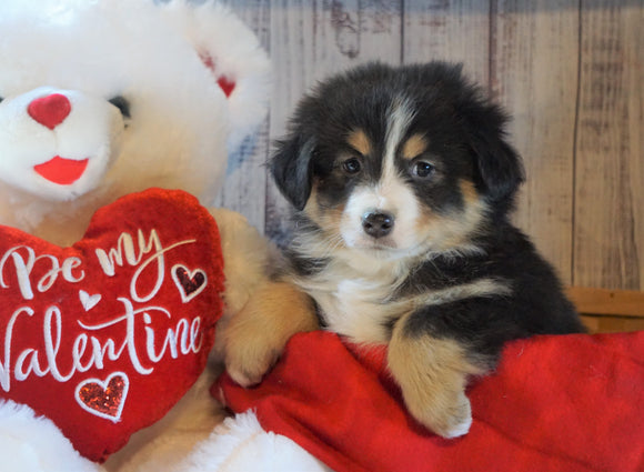 Mini Australian Shepherd For Sale Fredericksburg, OH Female- Callie