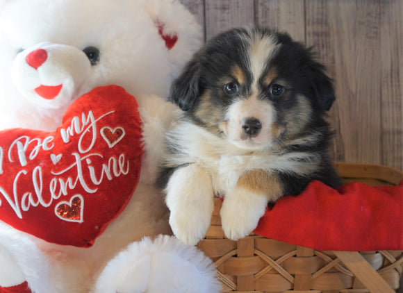 Mini Australian Shepherd For Sale Fredericksburg, OH Male- Easton