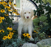 Labradoodle For Sale Sugarcreek, OH Female- Lady Abigail *Special Needs*
