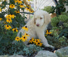 Labradoodle For Sale Sugarcreek, OH Female- Lady Abigail *Special Needs*