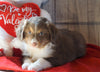 Mini Australian Shepherd For Sale Fredericksburg, OH Male- Charlie