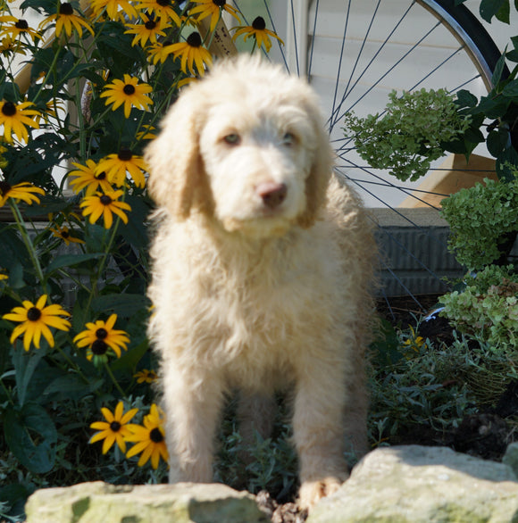 Labradoodle For Sale Sugarcreek, OH Female- Ursula