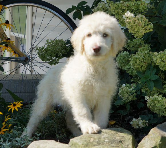 Labradoodle For Sale Sugarcreek, OH Female- Helen