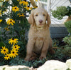 Labradoodle For Sale Sugarcreek, OH Male- Carl