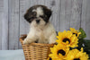 Shih Tzu For Sale Warsaw, OH Female - Brooklyn