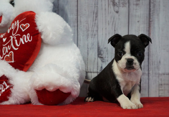 ACA Registered Boston Terrier For Sale Warsaw, OH Female- Haley