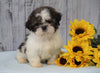 Shih Tzu For Sale Warsaw, OH Female - Brooklyn