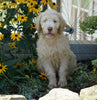 Labradoodle For Sale Sugarcreek, OH Female- Lacey
