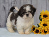 Shih Tzu For Sale Warsaw, OH Female - Brooklyn