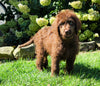 Labradoodle For Sale Sugarcreek, OH Male- Cody