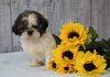 Shih Tzu For Sale Warsaw, OH Female - Brooklyn