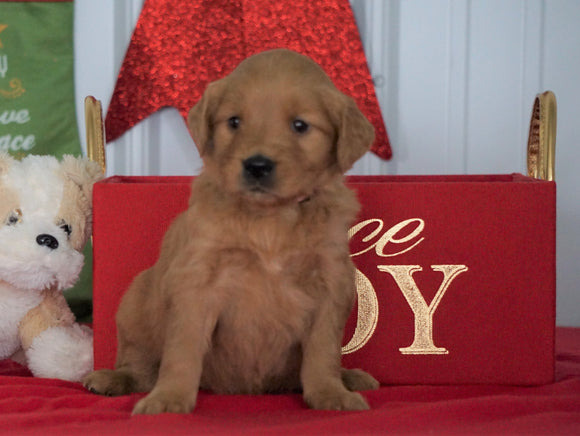 AKC Registered Golden Retriever For Sale Loudenville OH, Female - Joy