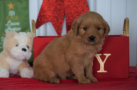 AKC Registered Golden Retriever For Sale Loudenville OH, Female - Lacey