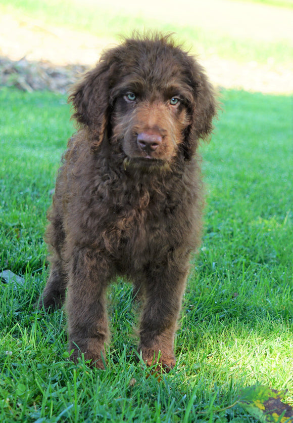 Labradoodle For Sale Sugarcreek, OH Male- Cody