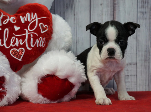 ACA Registered Boston Terrier For Sale Warsaw, OH Female- Daisy