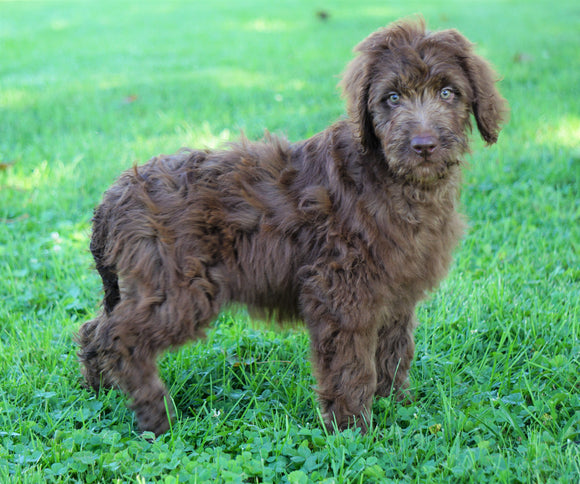 Labradoodle For Sale Sugarcreek, OH Female- Sylvia