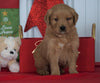 AKC Registered Golden Retriever For Sale Loudenville OH, Male - Cole