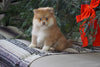 ACA Registered Pomeranian For Sale Millersburg, OH Female- Cinnamon