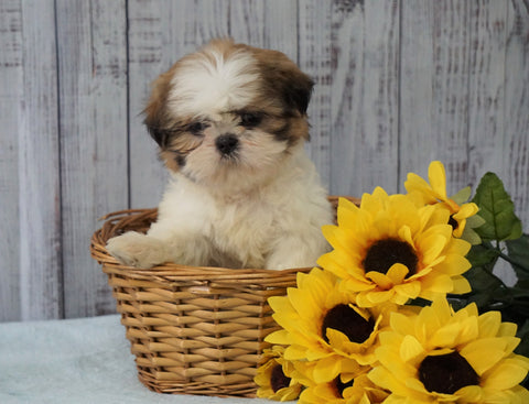 Shih Tzu For Sale Warsaw, OH Male - Rowdy