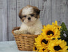 Shih Tzu For Sale Warsaw, OH Male - Rowdy