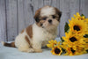 Shih Tzu For Sale Warsaw, OH Male - Rowdy