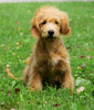 Mini Goldendoodle For Sale Fredericksburg, OH Male- Rusty