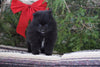 ACA Registered Pomeranian For Sale Millersburg, OH Male- Bear
