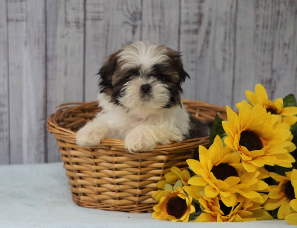 Shih Tzu For Sale Warsaw, OH Male - Sparky