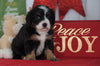 Mini Bernedoodle For Sale Loudenville OH, Female - Zoey