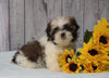 Shih Tzu For Sale Warsaw, OH Male - Sparky