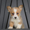 AKC Registered Pembroke Welsh Corgi For Sale Millersburg, OH Female - Skye