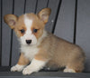 AKC Registered Pembroke Welsh Corgi For Sale Millersburg, OH Female - Skye