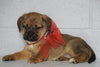 Puggle For Sale Sugarcreek OH, Female - Joy