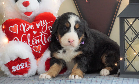 AKC Registered Bernese Mountain Dog For Sale Millersburg, OH Female- Lilly
