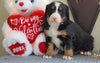 AKC Registered Bernese Mountain Dog For Sale Millersburg, OH Female- Bella